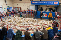 2 Cheviot Store Lambs in the ring at Longtown Mart